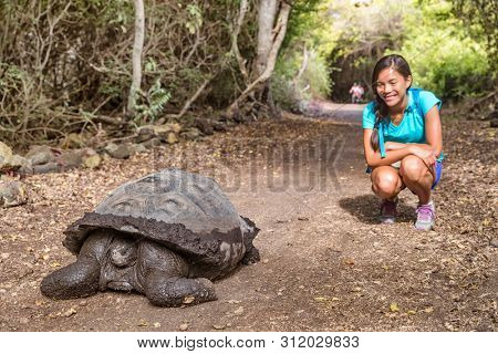 Galapagos Giant Tortoise and woman tourist on Santa Cruz Island in Galapagos Islands. Animals, nature and wildlife photo close up of tortoise in the highlands of Galapagos, Ecuador, South America.