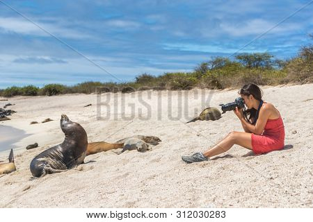 Galapagos tourist photographing taking pictures of many Galapagos Sea Lions on cruise ship adventure travel holidays vacation, Mann Beach (Playa Mann), San Cristobal, Galapagos, Ecuador.