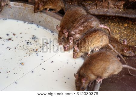 Rats Drinking Milk In Karni Mata Temple Or Rats Temple In Deshnok. Rajasthan. India