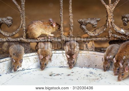 Rats Drinking Milk In Karni Mata Temple Or Rats Temple In Deshnok. Rajasthan. India