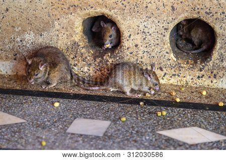 Rats In Karni Mata Temple Or Rats Temple In Deshnok. Rajasthan. India