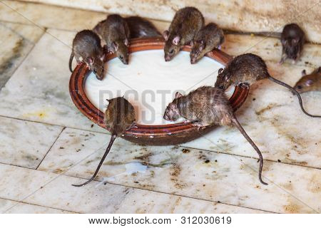 Rats Drinking Milk In Karni Mata Temple Or Rats Temple In Deshnok. Rajasthan. India