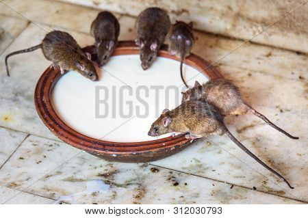 Rats Drinking Milk In Karni Mata Temple Or Rats Temple In Deshnok. Rajasthan. India