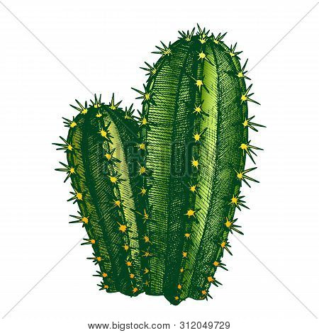 Cereus Hildmannianus Cactus Hand Drawn Vector. Sharp Spines Cactus Tree-like Growth Habit With Disti