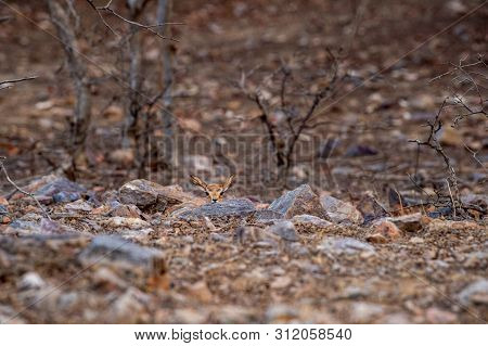 Chinkara Or Gazella Bennettii Or Indian Gazelle Fawn Split With Her Mother And Found Alone At Rantha