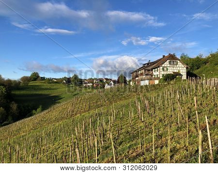 Photogenic Vineyards In The Village Of Buchberg - Canton Of Schaffhausen, Switzerland
