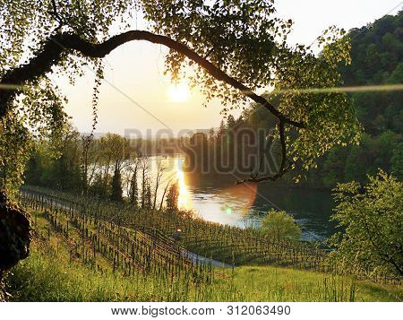 Photogenic Vineyards And Lowland Forests In The Rhine Valley, Buchberg - Canton Of Schaffhausen, Swi