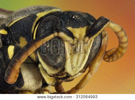 Extreme Macro Portrait Of  A Wasp Taken With Two Lenses  As One Lens, Stacked From Many Shots Into O