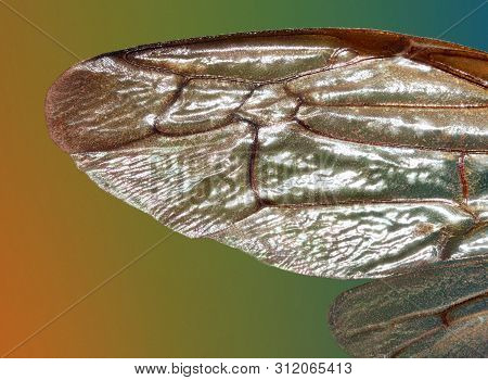 Extreme Macro Of  A Wasp Wing Taken With Two Lenses  As One Lens , Stacked From Many Shots Into One 