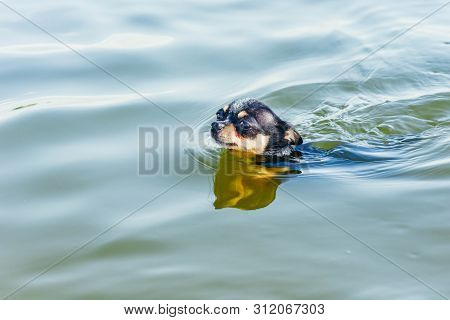 Chihuahua Dog Breed. Portrait Of A Cute Purebred Puppy Chihuahua In The River. Brutal Dog Black And 