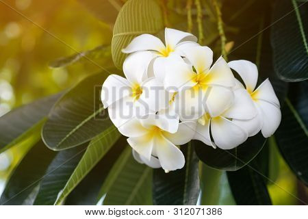 Beautiful White And Yellow Plumeria Frangipani Flowers And Sunlight In Nature.