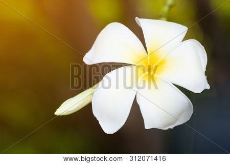 Beautiful White And Yellow Plumeria Frangipani Flowers And Sunlight In Nature.