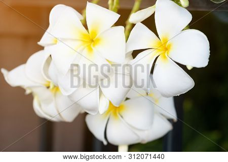 Beautiful White And Yellow Plumeria Frangipani Flowers And Sunlight In Nature.