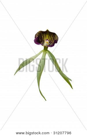 E.cochleata orkidé blomst