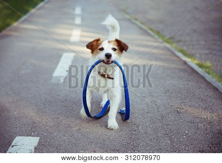 Off Leash Dog Park. Happy Morning Puppy Walk Concept