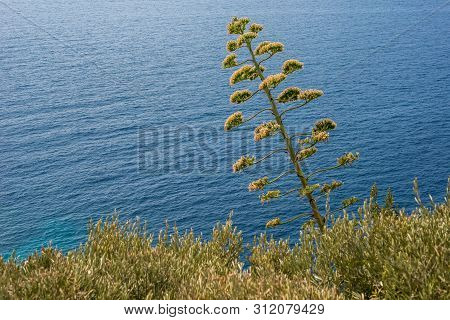 Trsteno Arboretum, Dubrovnik, Dalmatia, Croatia