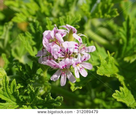 Pelargonium Attar Of Roses Scented Geranium Beautiful Flowers And Green Shallow Three-lobed Leaves C