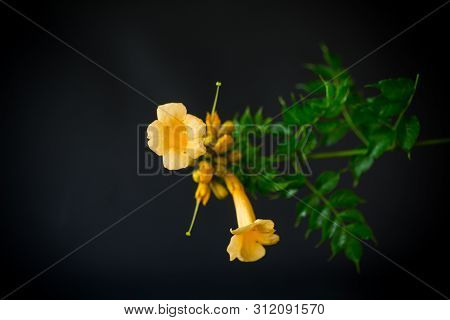 Blooming Curly Flower Kampsis On A Branch, Black Background.