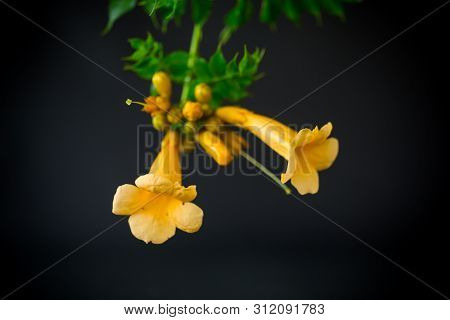 Blooming Curly Flower Kampsis On A Branch, Black Background.