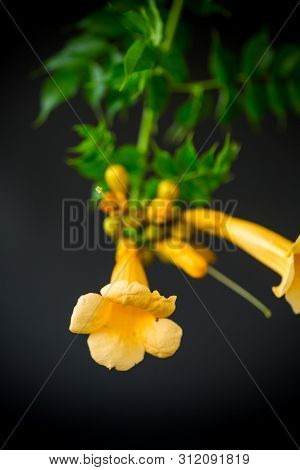 Blooming Curly Flower Kampsis On A Branch, Black Background.