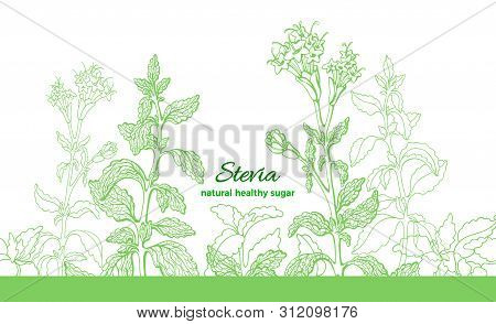 Stevia Plant. Vector Green Branch, Leaf, Flower. Health Diabetic Diet. Fresh Herb Sugar. Organic Ext