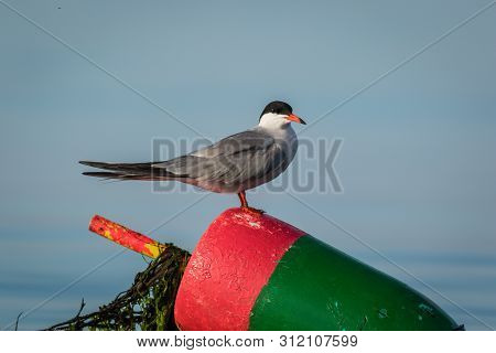 Arctic Tern (sterna Paradisaea) On Red And Green Lobster Buoy On A Sunny Summer Morning, Muscongus B