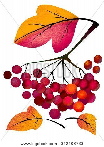 Sprig Of Juicy Red Viburnum On A White Background. Painted Viburnum-illustration
