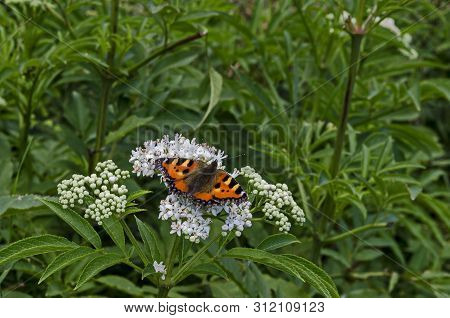 Monarch Or Danaus Plexippus Butterfly Over Blossom Of Elderberry Or Sambucus Ebulus, Poisonous Bush,