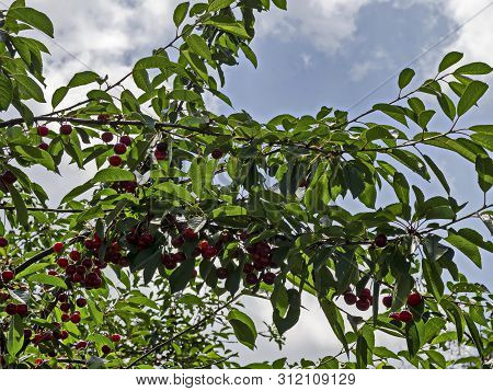 Cherry Or Morello Tree Full Of Sweet Appetising Red Fruits In The Garden, Jeleznitsa, Vitosha Mounta