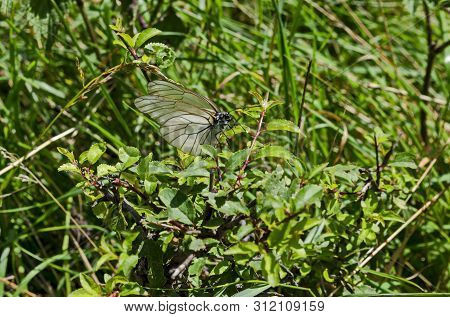 The Insect Pest American White Butterfly, Black-veined White, Aporia Crataegi Or Hyphantria Cunea On