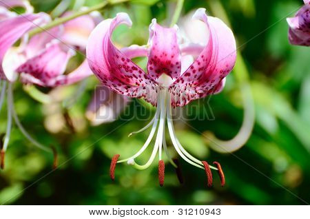 Lilium Grammatophyllum.