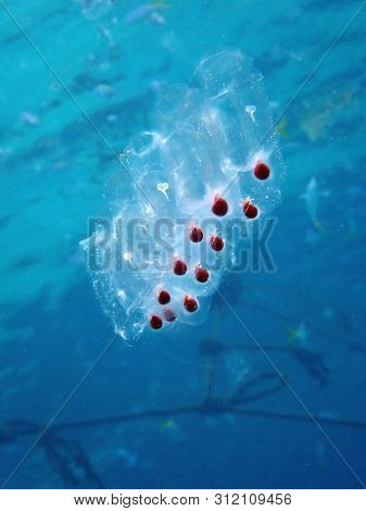 Closeup With The Chain Of Jellyfish Eggs During A Leisure Dive In Tunku Abdul Rahman Park, Kota Kina