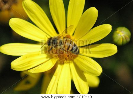Abeja en una flor