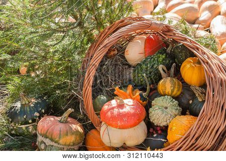 Autumn Mabon Pumpkin Festivale Sunny Day Background