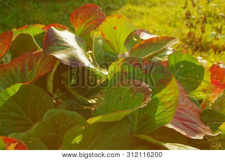 Badan Bushes In The Evening In Autumn , Russia