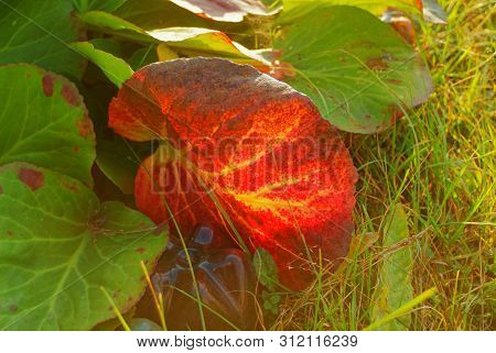Badan Bushes In The Evening In Autumn , Russia