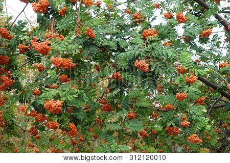 A Lot Of Orange Berries In The Leafage Of Sorbus Aucuparia In September