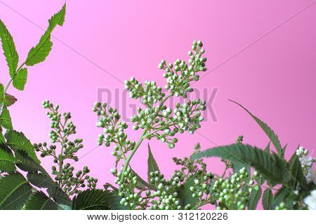 Bright White Flowers (sorbaria Sorbifolia) On A Pink Background, Beautiful Thin Stamens. Place For T