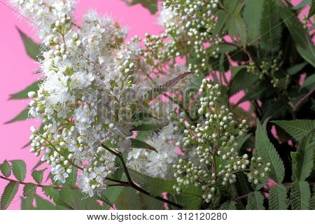 Bright White Flowers (sorbaria Sorbifolia) On A Pink Background, Beautiful Thin Stamens. Natural Col