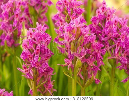 Closeup Of Pretty Pink Madeiran Orchid Flowers, Dactylorhiza Foliosa
