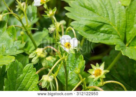 White Blooming Strawberry Flowers On Green Leaves Background In The Garden