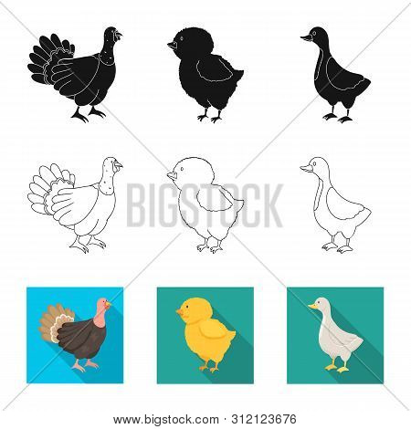Vector Design Of Breeding And Kitchen Logo. Set Of Breeding And Organic Vector Icon For Stock.