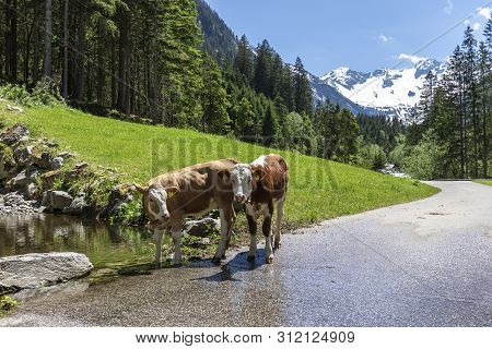 Calves Near Water In Mountains. Two Calves Drinking Clean Water In Alps, Austria, Tyrol Region