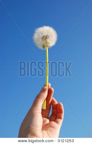 Dandelion2