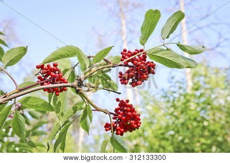 Ripe Red Elderberry On Blurred Summer Forest Background. Medicinal Plant.