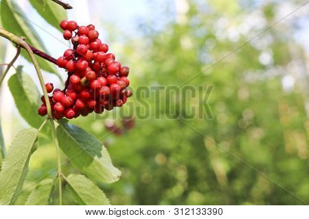 Ripe Red Elderberry On Blurred Summer Forest Background. Medicinal Plant.
