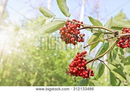 Rich Ripe Red Elderberry. Medicinal Forest Plant.