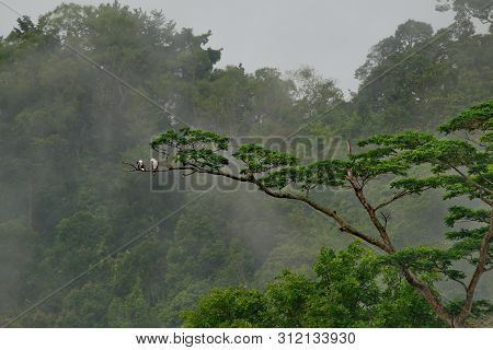 Malaysia. Island Of Borneo. White-bellied Sea Eagle (haliaeetus Leucogaster) On The Branch Of A Trop