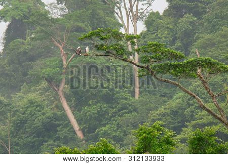 Malaysia. Island Of Borneo. White-bellied Sea Eagle (haliaeetus Leucogaster) On The Branch Of A Trop