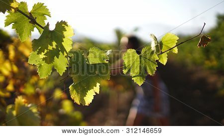 Green Brahch Of Grapes In Sun Rays From Vineyard.